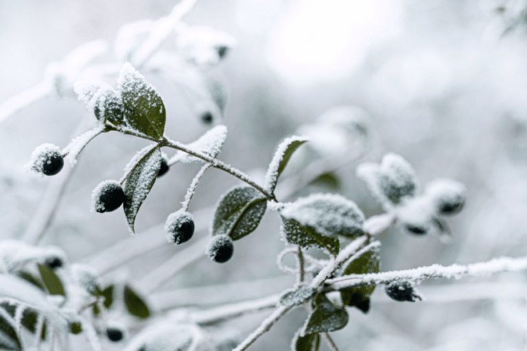 Midwinter Skincare Products