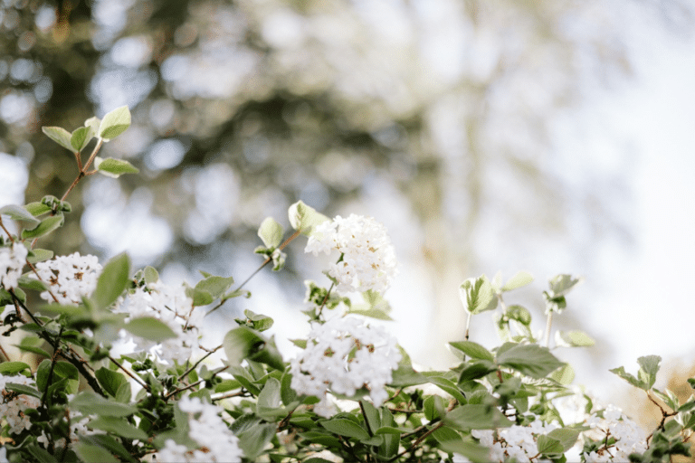 Artisan Garden Brands