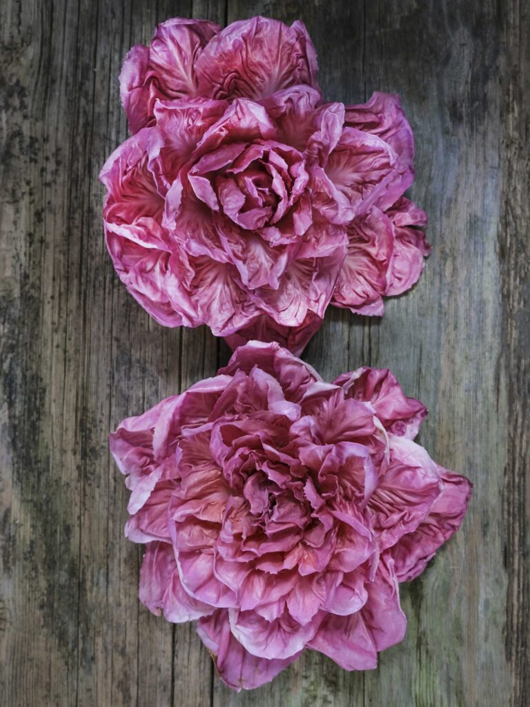 Chicory Rose of Venice Seeds