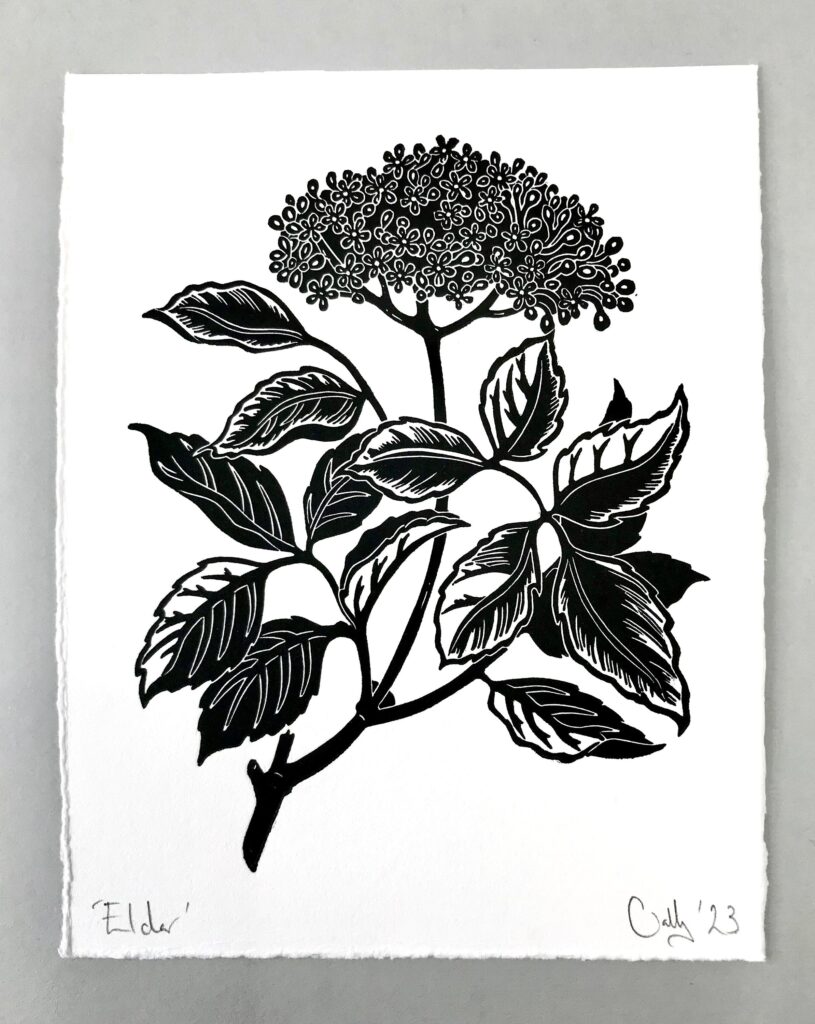 Elderflower Print
