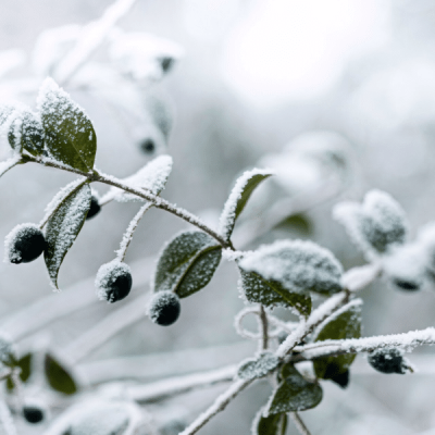 Midwinter Skincare Products