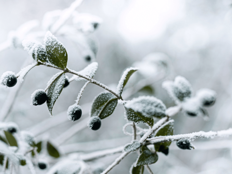 Midwinter Skincare Products