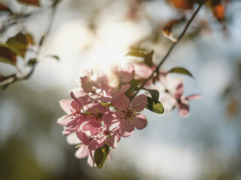 Artisan Founder Category (35)