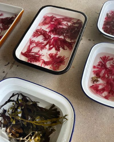 The Seaweed Studio