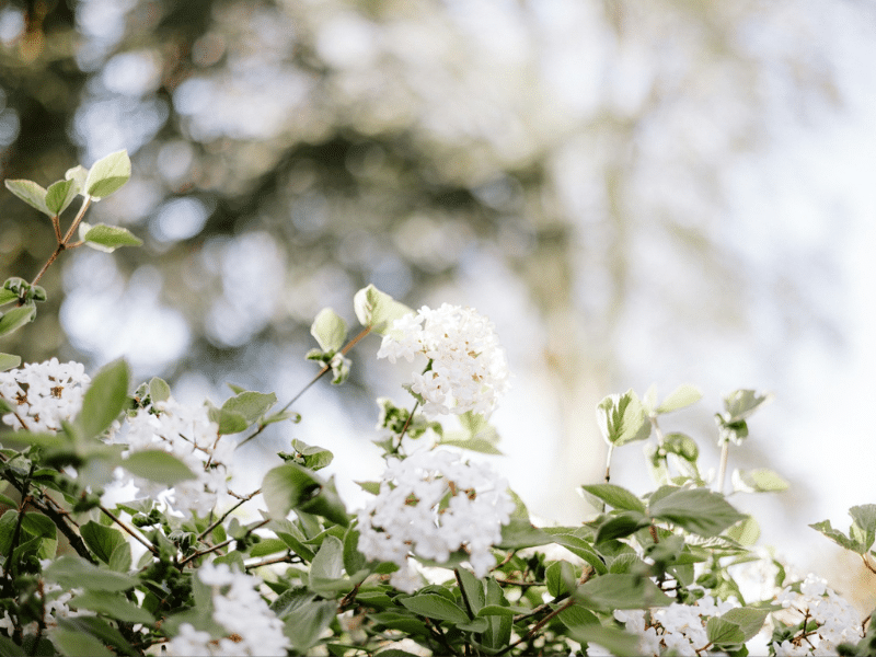 Artisan Garden Brands