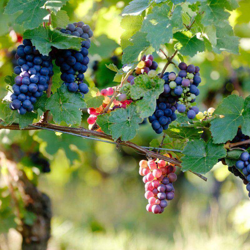 Burn Valley Vineyard