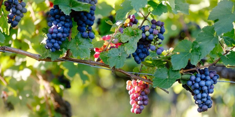Burn Valley Vineyard