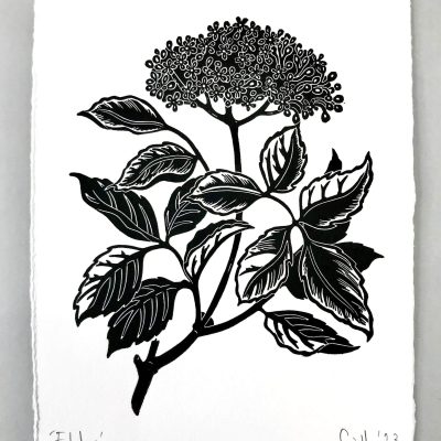Elderflower Print