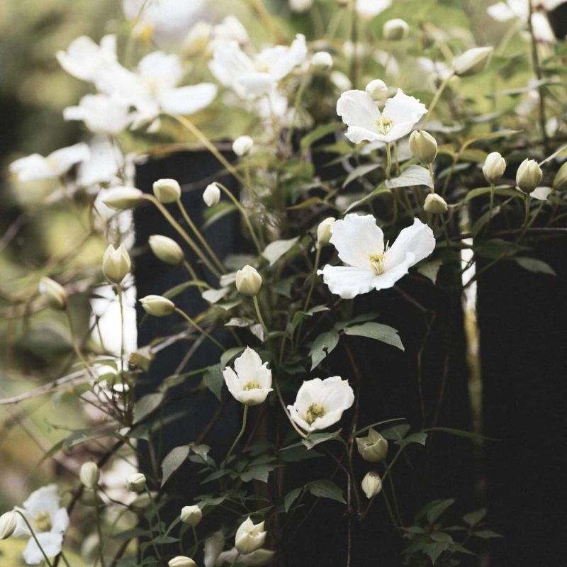 a close up of white flowers