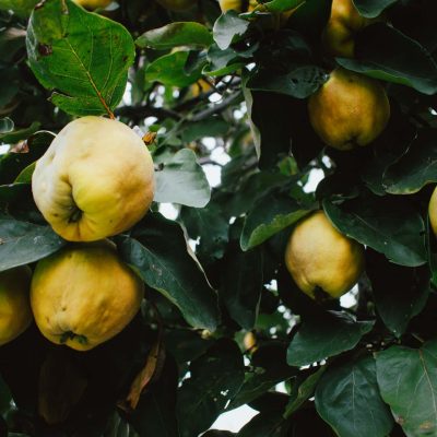 quince gin recipe