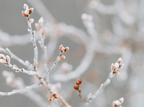 The Artisan Founder Winter