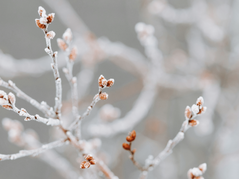 The Artisan Founder Winter