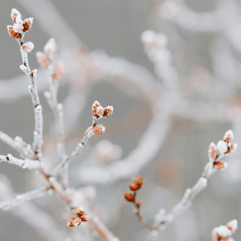 The Artisan Founder Winter